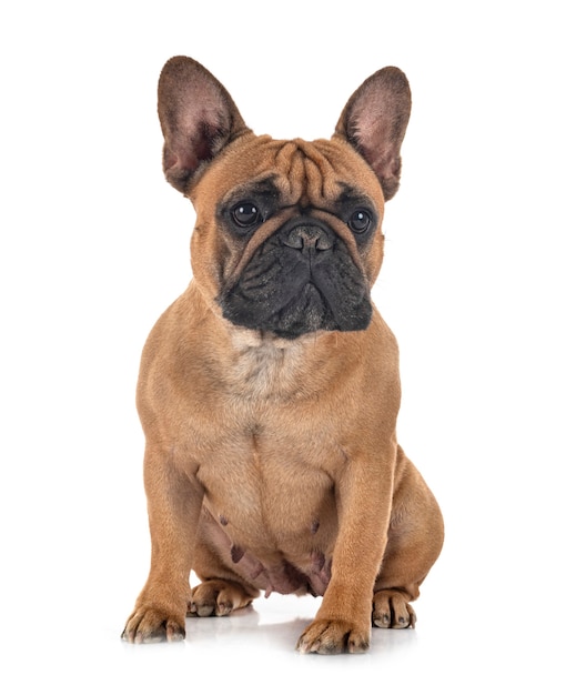 French bulldog isolated on white