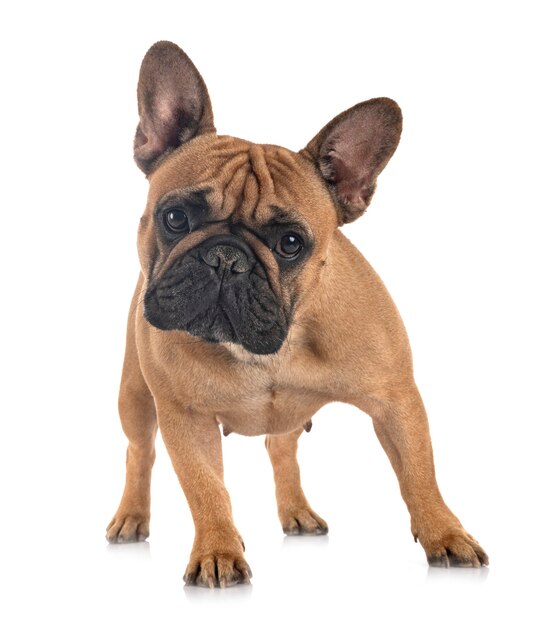 French bulldog isolated