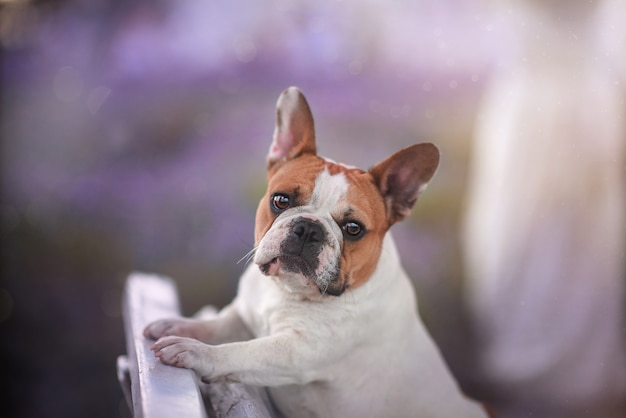 Photo french bulldog in lavender