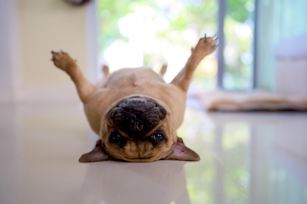 French bulldog laying on back indoor