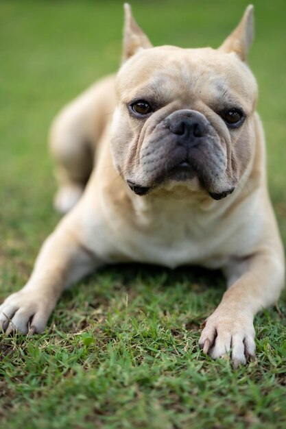 A french bulldog laying on the grass