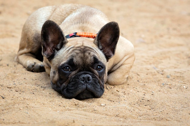 French bulldog lies and is sad on a sandy field