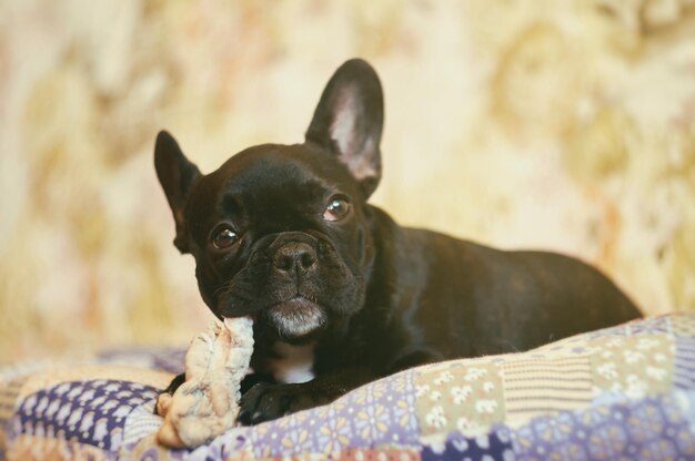 Photo french bulldog lies on a pillow and eat fresh meat cute black dog