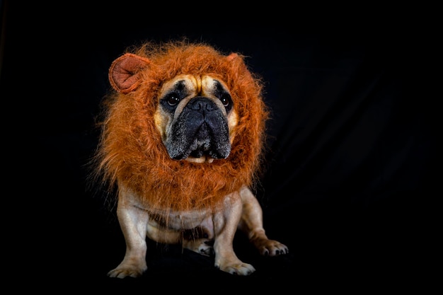French bulldog in lions mane isolated on black background
