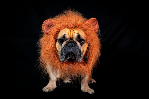 French bulldog in lions mane isolated on black background