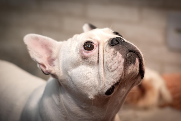 Foto bulldog francese alla ricerca di qualcosa