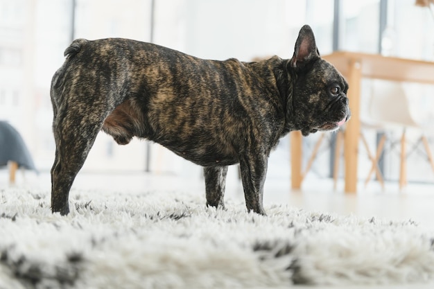 French bulldog lying down on the carpet