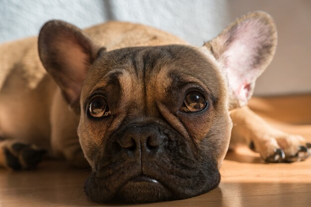 French bulldog lying down on the floor at home.