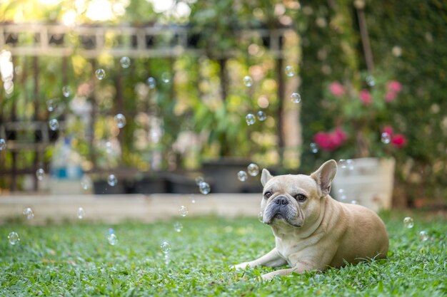 French bulldog lying at the garden