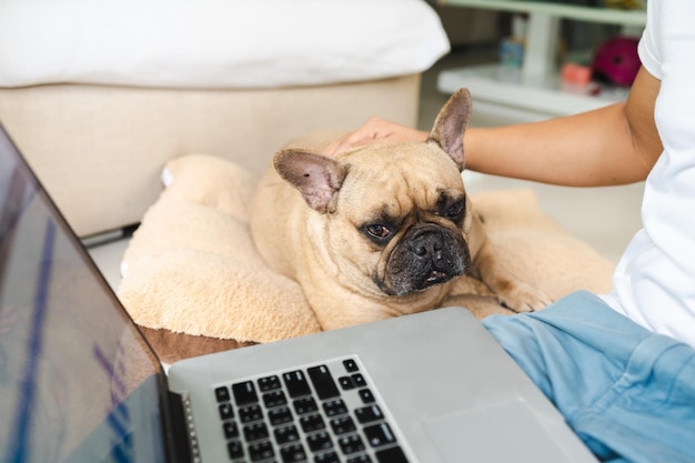 French bulldog lying on pillow looking to laptop on man\'s\
lap