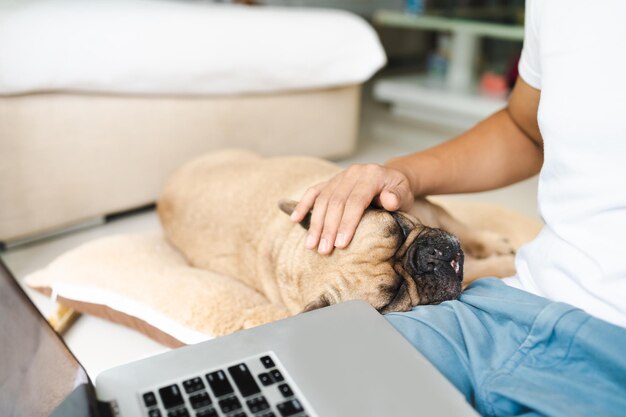 French bulldog lying on pillow next to a man that working\
online