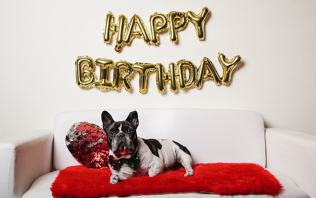 French bulldog lying on the sofa with happy Birthday balloons. Birthday dog