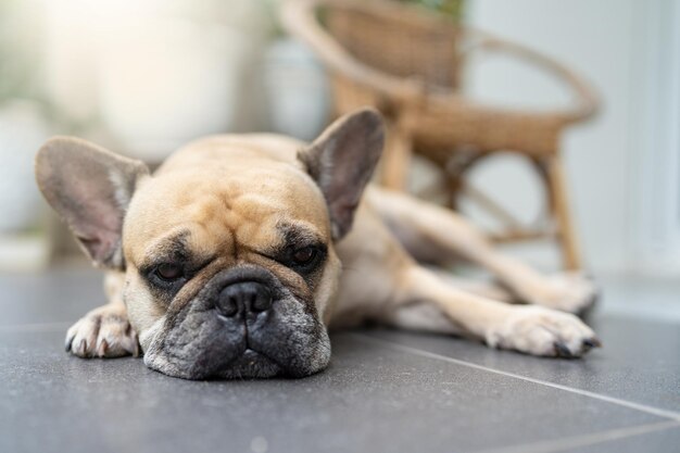 French bulldog lying on tile floor outdoor