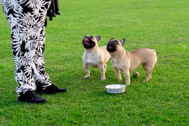 French Bulldog out for a walk on the green grass in sunny warm day