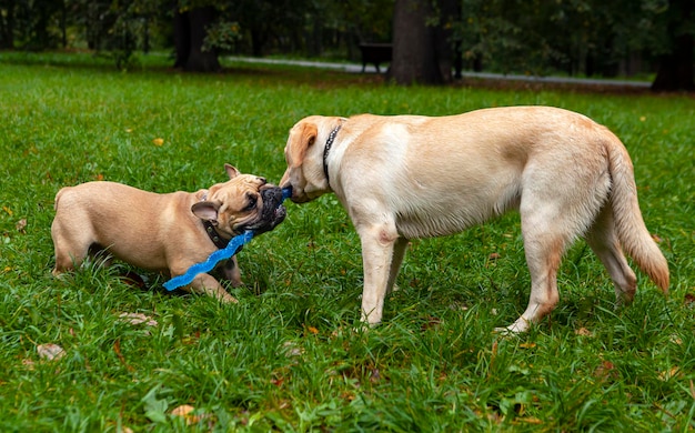 French Bulldog playing with Labrador