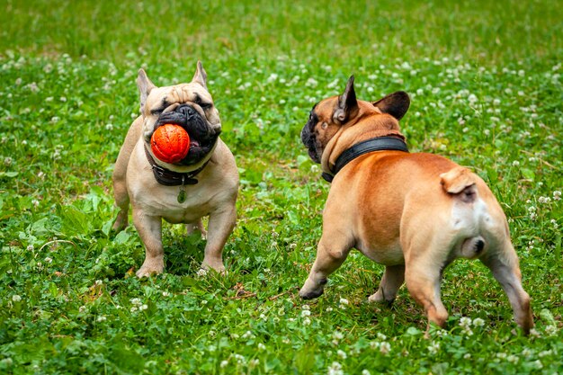 Photo french bulldog plays with other dogs in the park