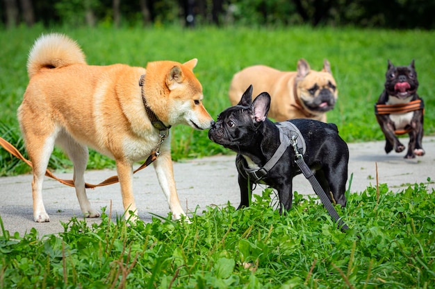 French bulldog plays with other dogs in the park