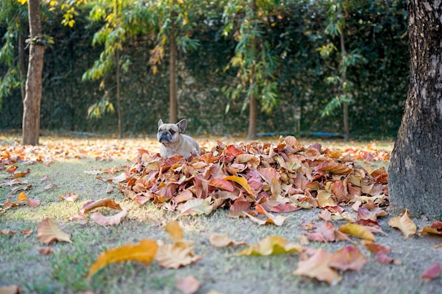 French bulldog poop on dried leaves at park.