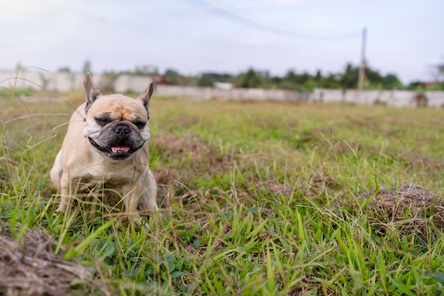 French bulldog poop at grass field against cloudy sky