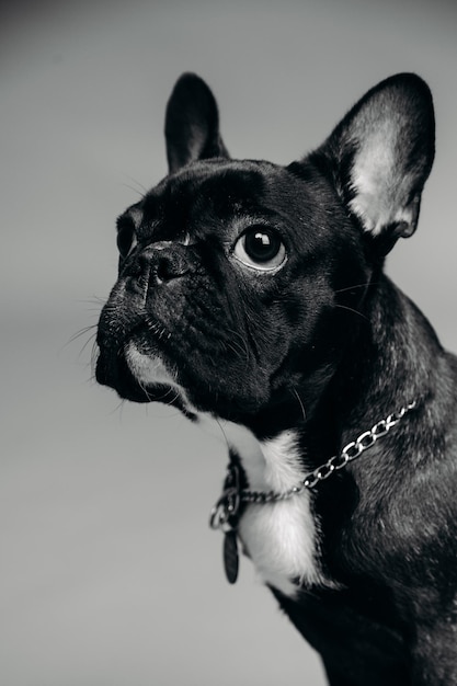 French bulldog portrait black and white photography