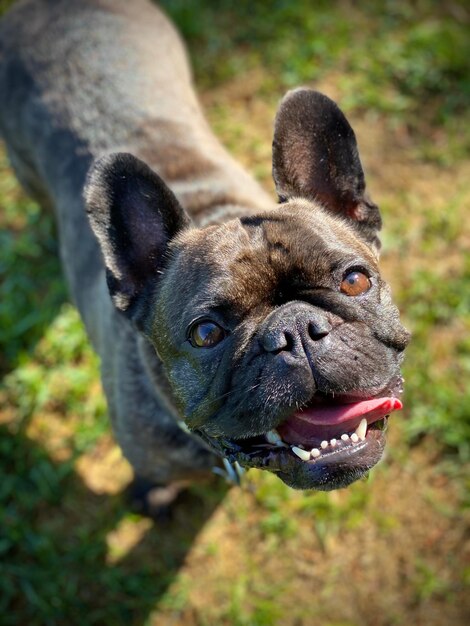 Foto ritratto di bulldog francese sull'erba in un parco pubblico a san diego, in california