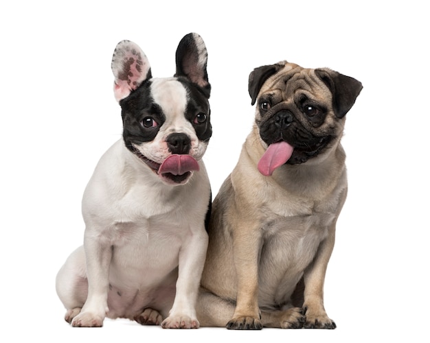 French Bulldog and Pug