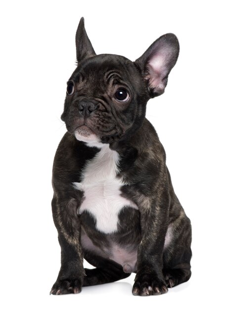 Щенок французского бульдога, 3 месяца. портрет собаки изолированный