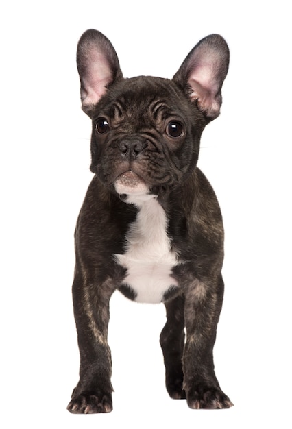 Cucciolo di bulldog francese, 3 mesi. ritratto di cane isolato