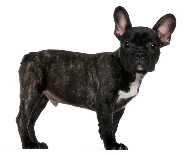 French bulldog puppy, 3 months old, standing in front of white wall