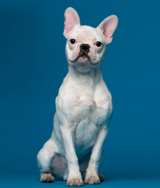 French bulldog puppy, 5 months old, sitting 