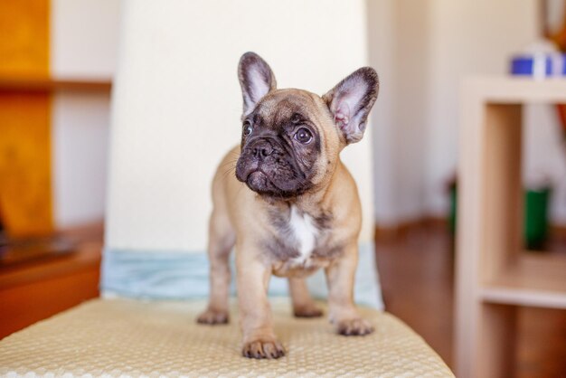 写真 フランスのブルドッグの子犬 ⁇