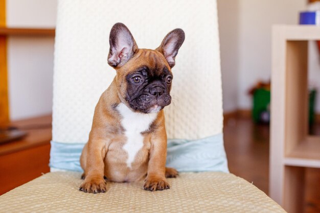 写真 フランスのブルドッグの子犬 ⁇