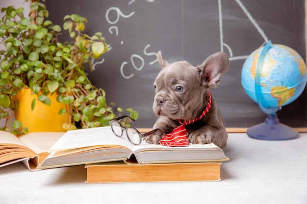 A French bulldog puppy on the background of a blackboard with glasses and books