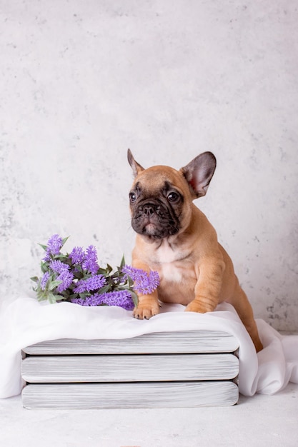 French bulldog puppy in a basket with flowers on a white background