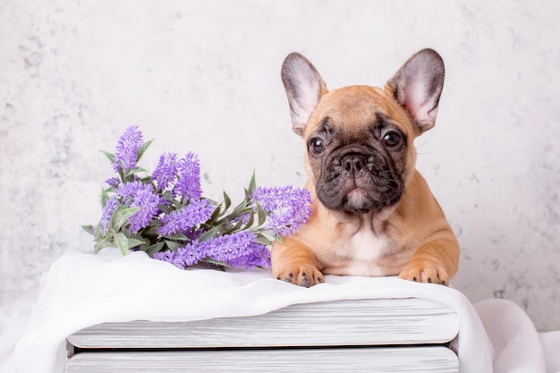 French bulldog puppy in a basket with flowers on a white background