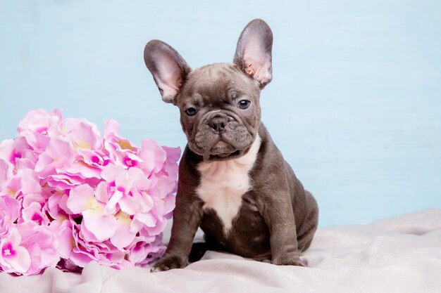 A French bulldog puppy on a blue background with a bouquet of spring flowers