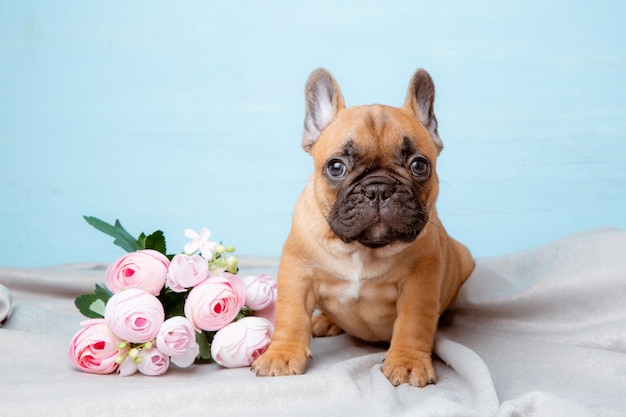 A French bulldog puppy on a blue background