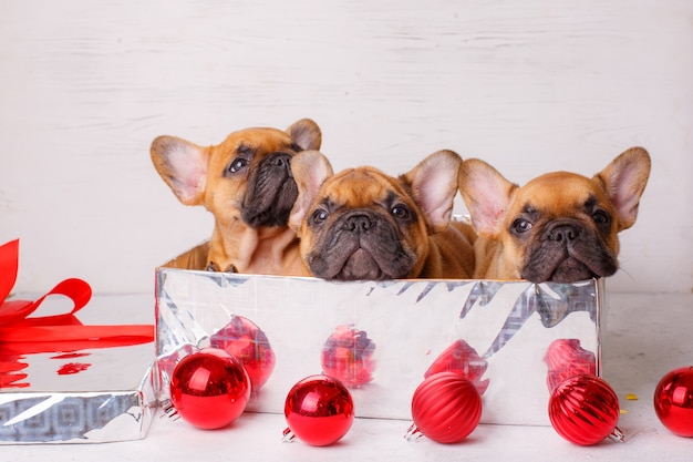 Cucciolo di bulldog francese in una scatola