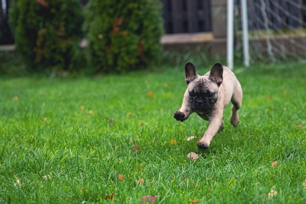 Photo french bulldog puppy cheerfully runs on the grass in the yard of the house