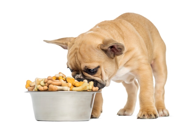 French Bulldog puppy eating from a bowl full of biscuits isolated on white