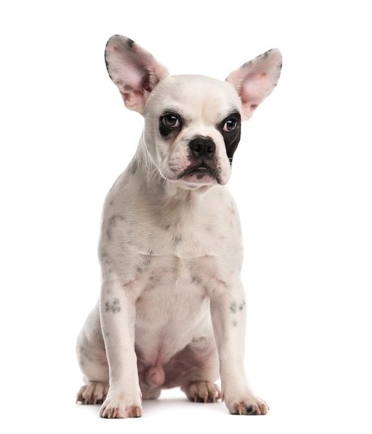 French Bulldog puppy in front of a white wall