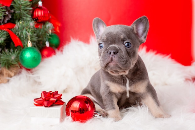 a French bulldog puppy  gift box near the Christmas tree on a red background  Christmas