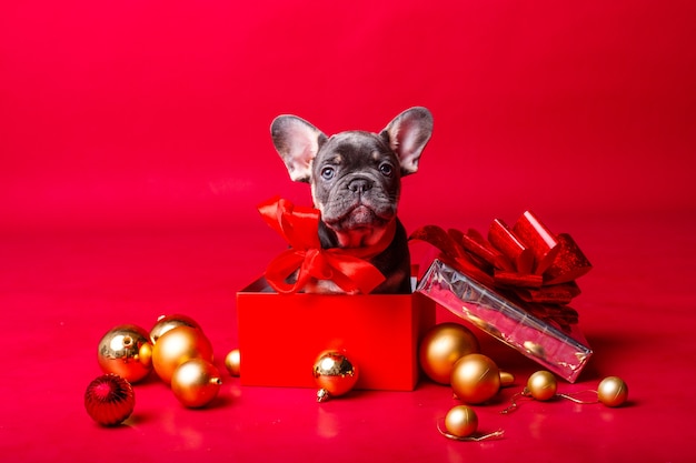 French bulldog puppy in gift box with Christmas balls isolated on red