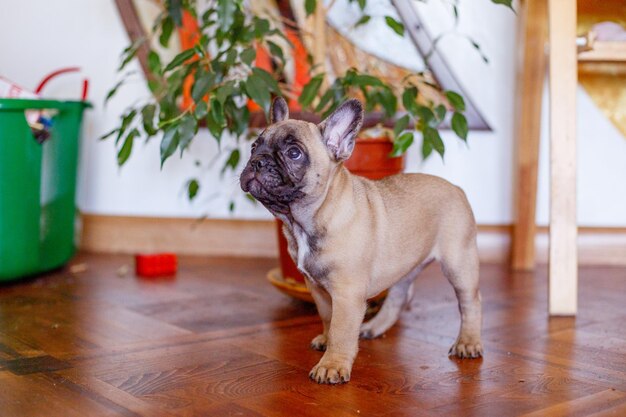 French bulldog puppy at home