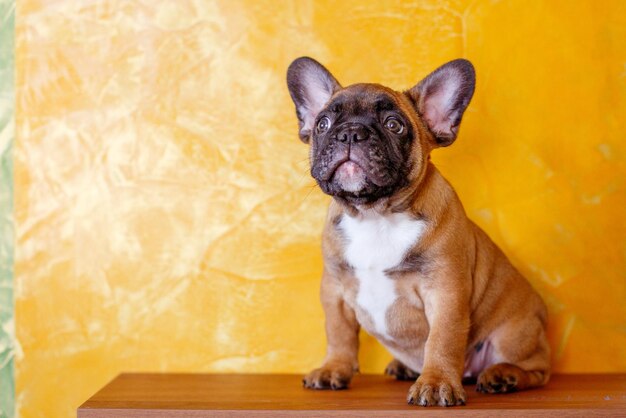 French bulldog puppy at home