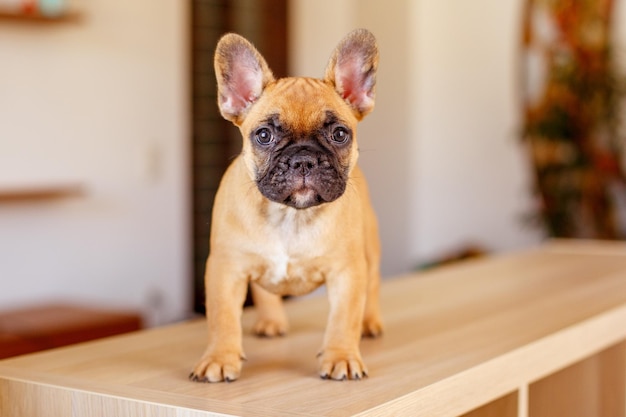 フランスのブルドッグの子犬 ⁇ 