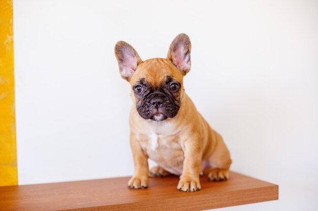 French bulldog puppy at home