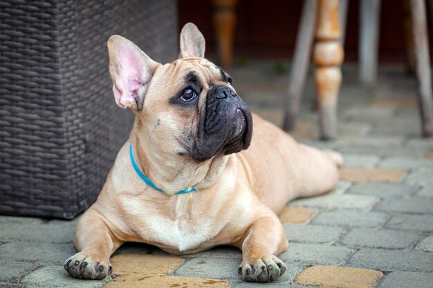 Foto un cucciolo di bulldog francese sta riposando in campagna