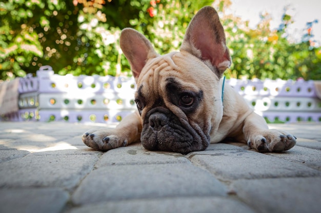 Un cucciolo di bulldog francese sta riposando in campagna