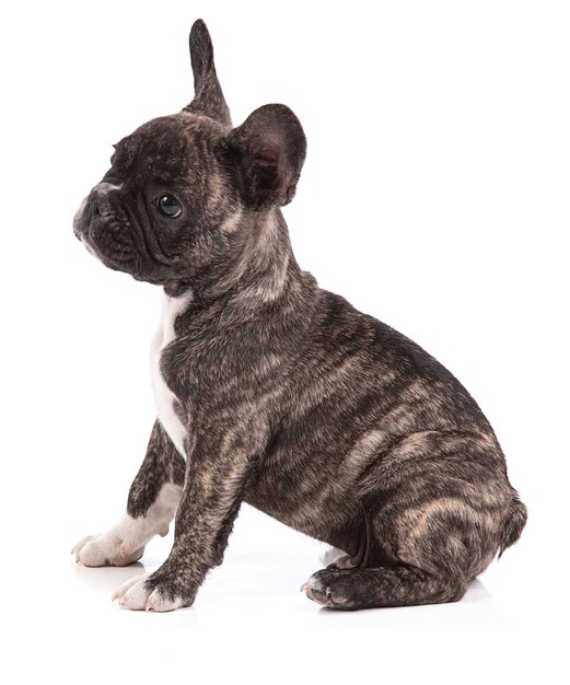 French bulldog puppy isolated on white